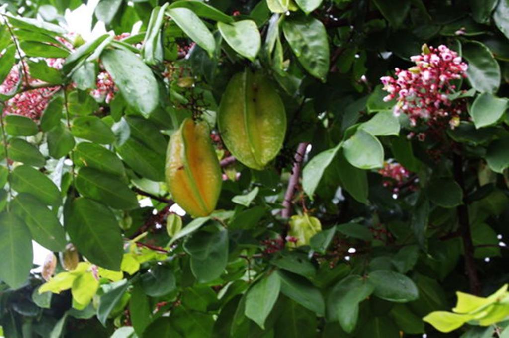 Pousada Sitio Paraiso Itacare Luaran gambar