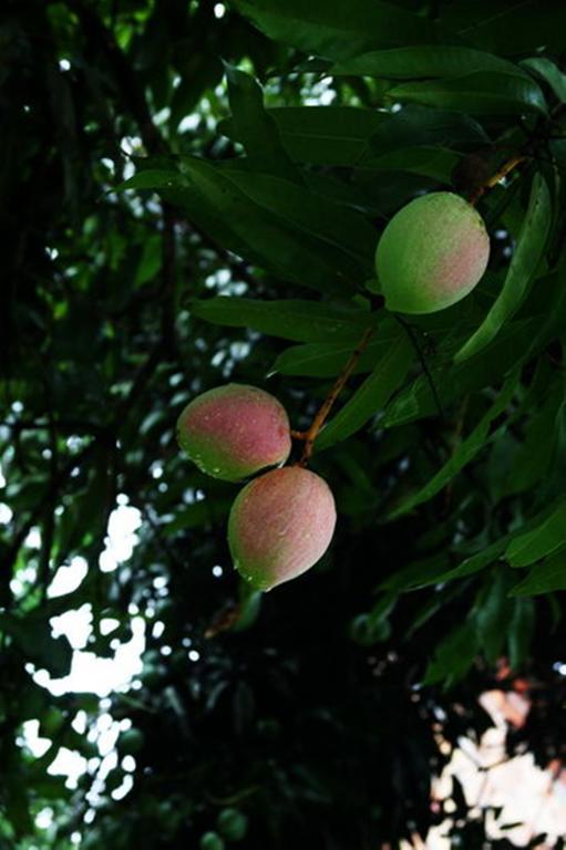 Pousada Sitio Paraiso Itacare Luaran gambar